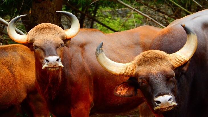 أكبر 10 كائنات حية علي الارض
