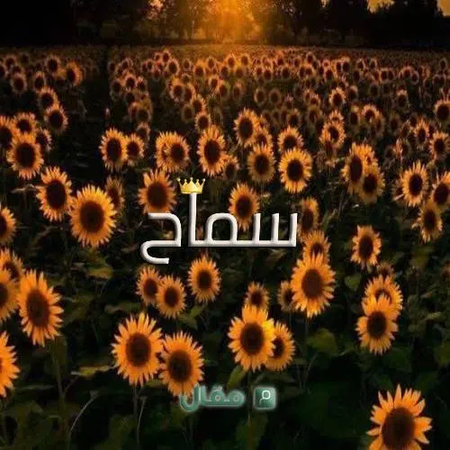 معنى اسم سماح