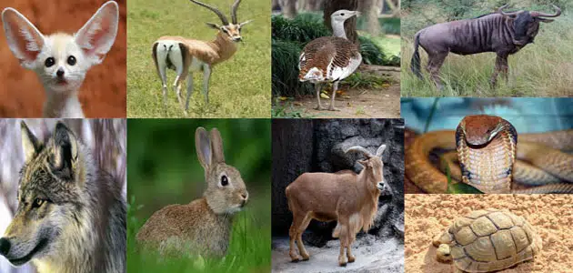 الحيوانات المهددة بالانقراض