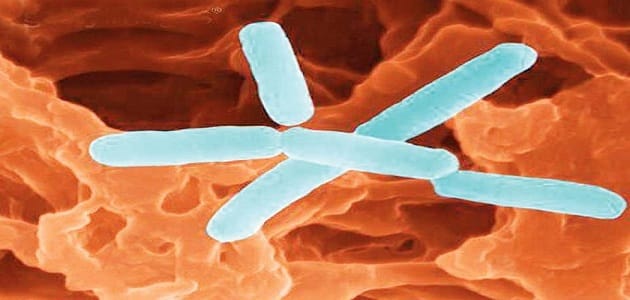 أهمية البكتيريا الضارة في الحياة