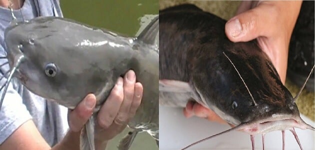 كيف اصطاد سمك كبير بدون سنارة