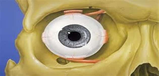 ما هي جراحة محجر العين