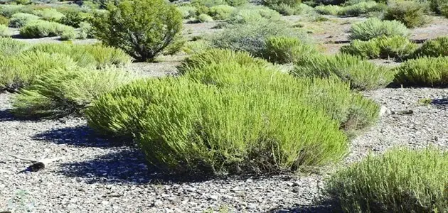 ما هي فائدة عشبة الشيح ؟