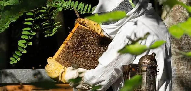 طريقة تربية النحل في ليبيا