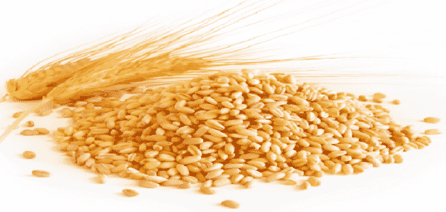 ما هي العوامل المؤثرة بتحسس القمح