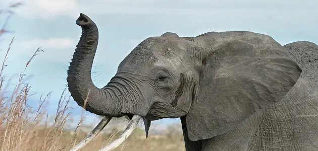 تعريف صوت الفيل في اللغة العربية