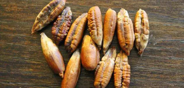 طريقة عمل كحل نواة التمر