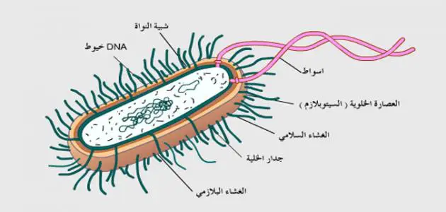 الكروموسوم البكتيري