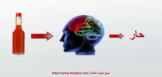 نظريات الإدراك في علم النفس