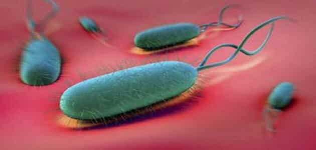 اسماء البكتيريا الضارة في جسم الانسان