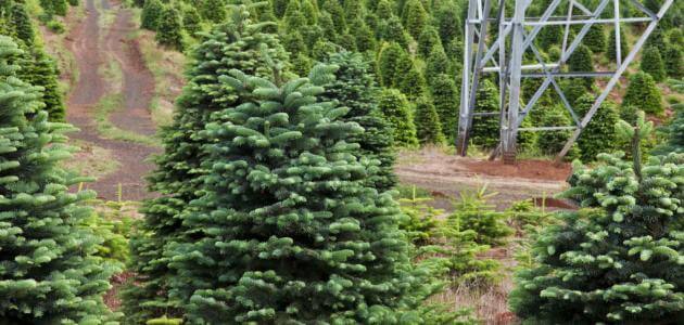 ما هي شجرة الزَّقُّوم وما صفاتها