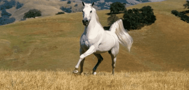 تفسير مطاردة الحصان في الحلم