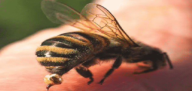 فوائد لسع النحل في الرأس وطريقة العلاج به