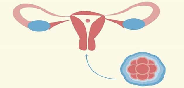 أعراض الحمل بعد الدورة مباشرة