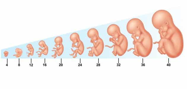 تكوين الجنين في الشهرالرابع