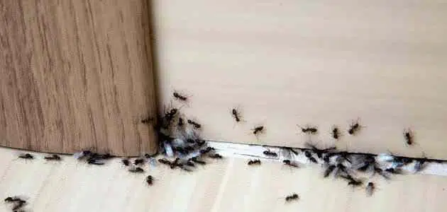 الملح يطرد النمل