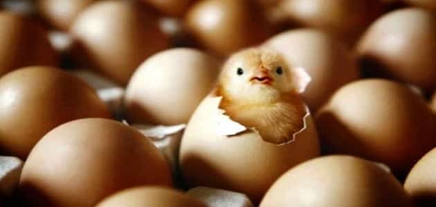 تفسير حلم خروج كتاكيت من البيض