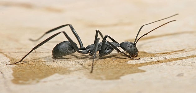كيفية التخلص من النمل الفارسي في المنزل