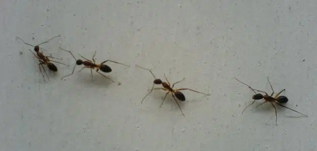 أسماء مبيدات النمل