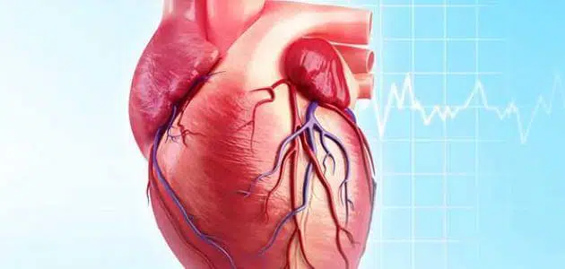 كيف ازيد كفاءة عضلة القلب