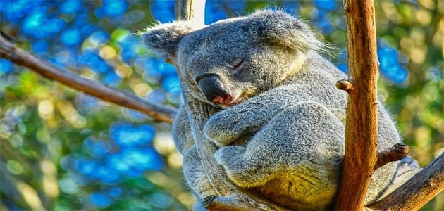 حيوان الكوالا والنوم