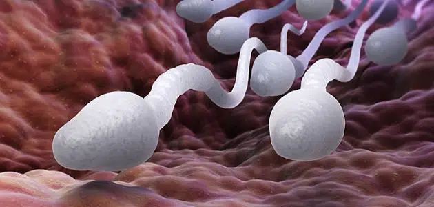 مدة حياة الحيوان المنوي خارج الجسم