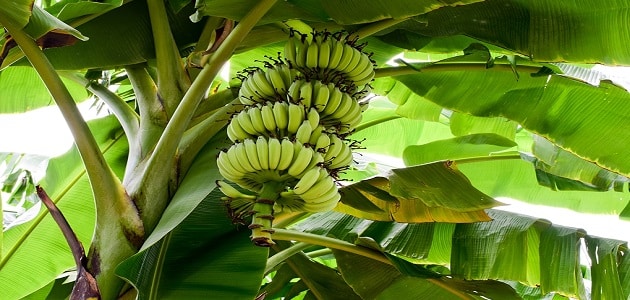 طريقة زراعة الموز