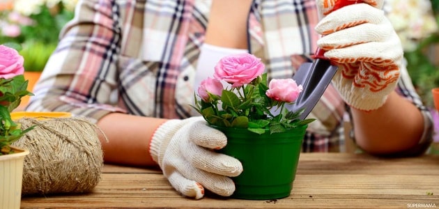 طريقة زراعة الورد