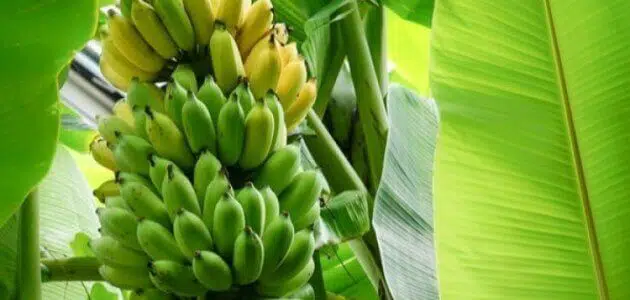 كيف يزرع شجر الموز