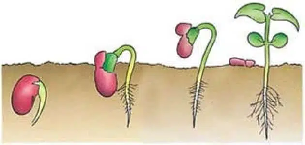 مراحل إنبات البذور