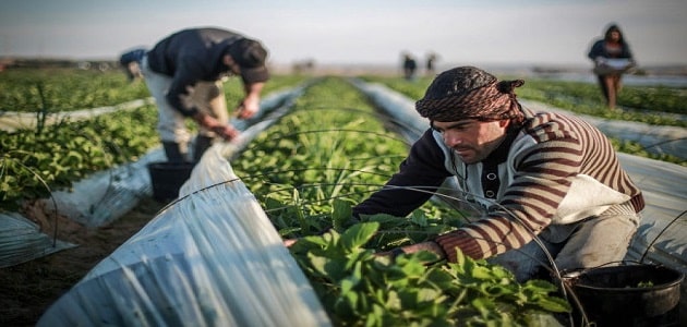 موضوع عن أنواع المزروعات في فلسطين وأماكن زراعتها
