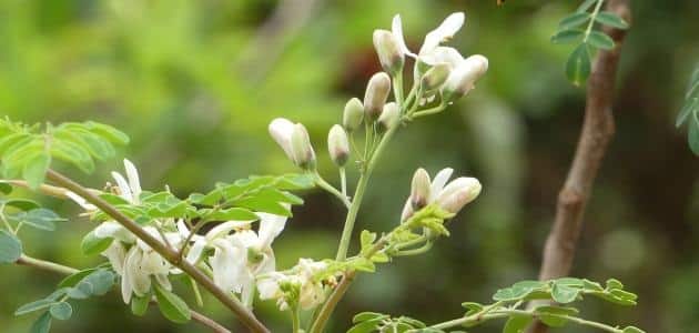 كيفية زراعة نبات المورينجا