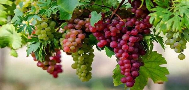 فوائد العنب الأحمر للتخسيس