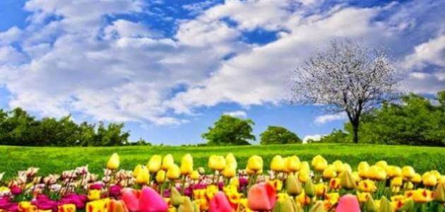موضوع تعبير عن الصيف