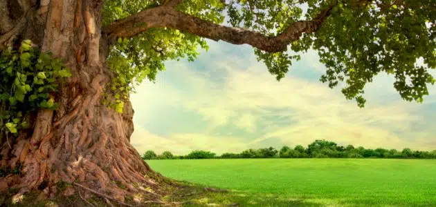 موضوع عن الشجرة وأثرها في التوازن البيئي