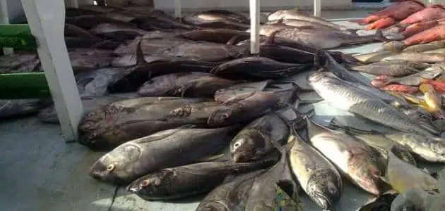 صيد الأسماك في مصر