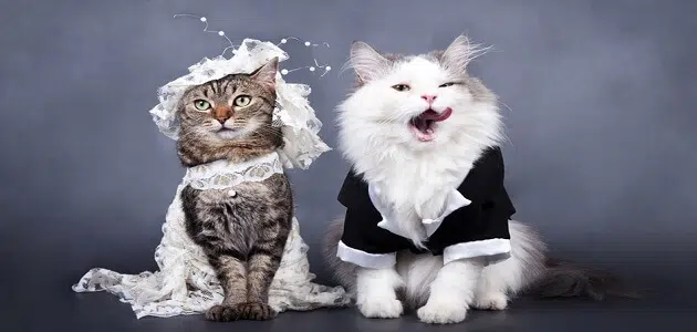 أضرار عدم تزاوج القطط الذكور