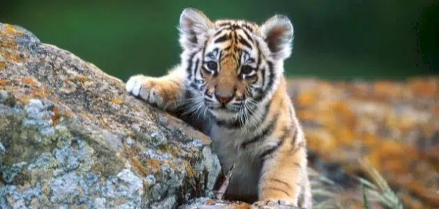 ماذا يسمى صغير النمر