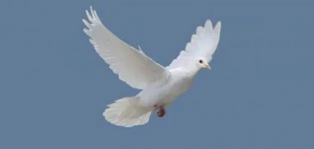 متى يتم الاحتفال باليوم العالمي للسلام