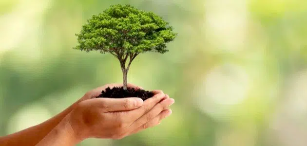 أهمية الشجرة في حياة الإنسان