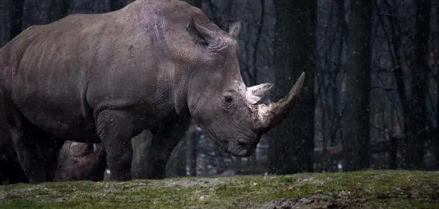 اسم آخر يطلق على وحيد القرن