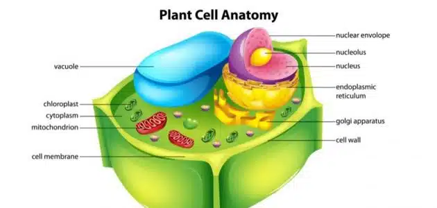 كيف تقوم الخلايا النباتية بصنع الغذاء
