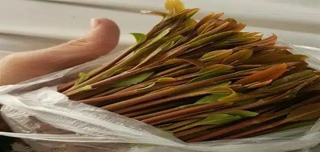 متى ينتهي مفعول القات